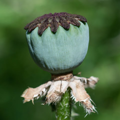 Close up of poppy flower without petals
