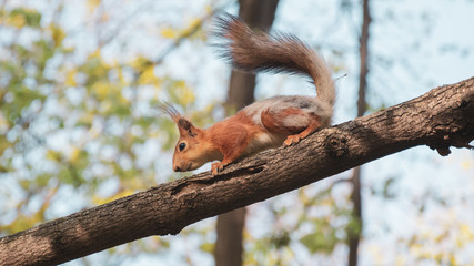 Squirrel on a tree