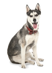 Adorable Husky dog on white background