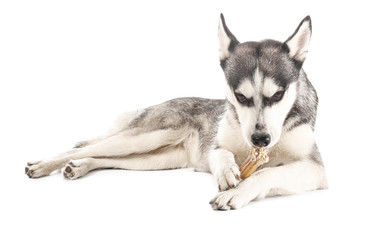 Adorable Husky dog on white background