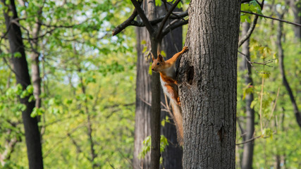 Squirrel on a tree