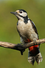 Buntspecht