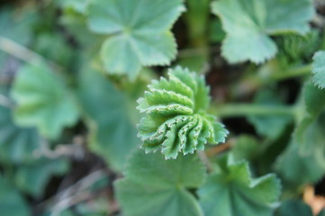 green leaf with water drops