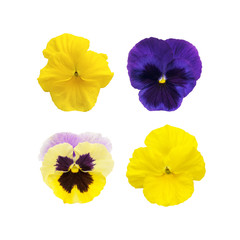 A variety of pansies on white isolated background