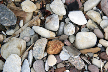 Driftwood and pebbles on the ebach background