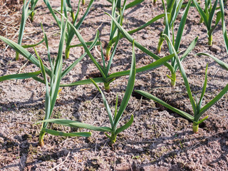 The first young garlic grew in the spring in the garden