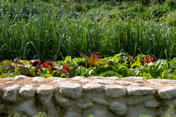 Chard with red and green leaves growing in the vegetable garden at Babylonstoren Wine Estate, Cape Town, South Africa.