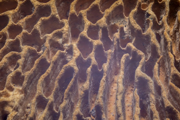 Mushroom surface extreme macro background