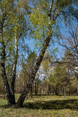 Obraz premium spring, flora, nature, forest, trees, branch, birch, glade, primroses, yellow, mountain flowers, Adonis, beauty