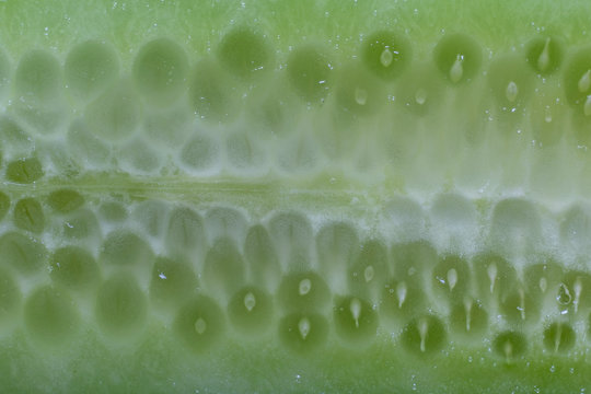 Letuce cross section extreme macro background