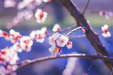 flowering branches of the fruit tree cherry or apricot. in the natural environment.