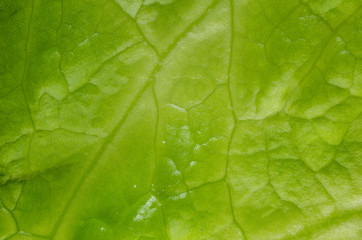 Fototapeta na wymiar Letuce leaf extreme macro background