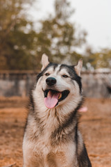 Portrait of Siberian husky Dog.Siberian husky is sitting on the ground of grass.it so cute