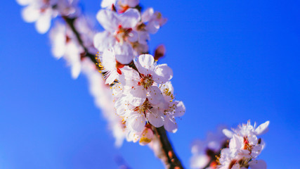 flowering branches of the fruit tree cherry or apricot. in the natural environment.