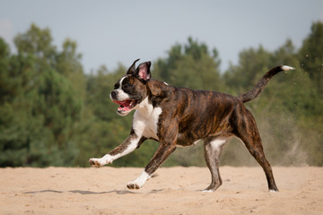 Happy dog galloping