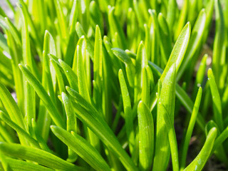 Green young first grass in spring. View from above