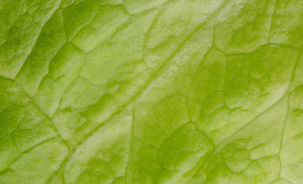 Letuce leaf extreme macro background