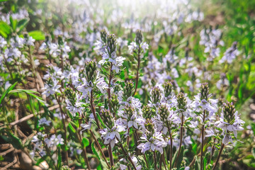 Fototapeta premium blue small flowers in spring in the meadow