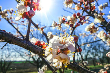 blossoming apricot branches in spring against the blue sky.