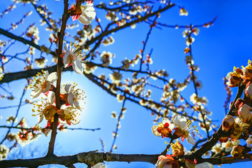blossoming apricot branches in spring against the blue sky.