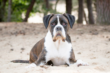 Beautiful brindle Boxer portrait