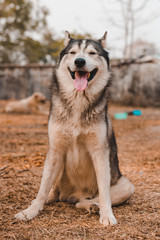 Portrait of Siberian husky Dog.Siberian husky is sitting on the ground of grass.it so cute