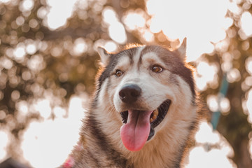 Portrait of Siberian husky Dog.Siberian husky is sitting on the ground of grass.it so cute
