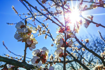 blossoming apricot branches in spring against the blue sky.