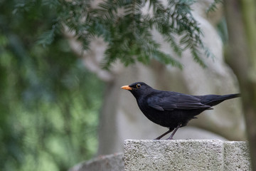 Fototapeta premium Turdus merula