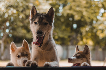 Portrait of Siberian husky Dog.Siberian husky is sitting on the ground of grass.it so cute