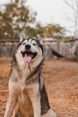 Portrait of Siberian husky Dog.Siberian husky is sitting on the ground of grass.it so cute