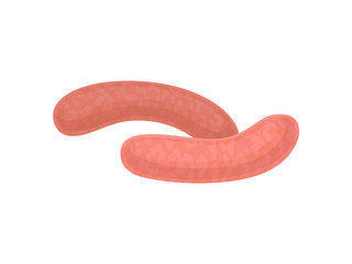 Two fresh raw sausage barbecue. Vector illustration on white background.