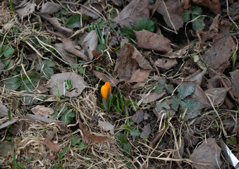 the first bud of yellow crocus in spring