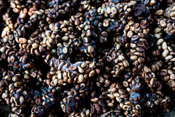 Kopi luwak or civet coffee, is one of the world's most expensive and low-production varieties of Luwak coffee as made and sold in Bali, Indonesia