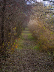 Footpath in an autumn forest