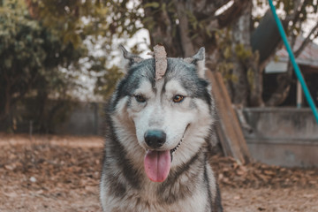 Portrait of Siberian husky Dog.Siberian husky is sitting on the ground of grass.it so cute.