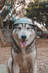 Portrait of Siberian husky Dog.Siberian husky is sitting on the ground of grass, it wears a hat.