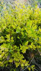 Greenery in the park