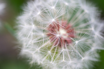 macro photograph of a flowered dandelion