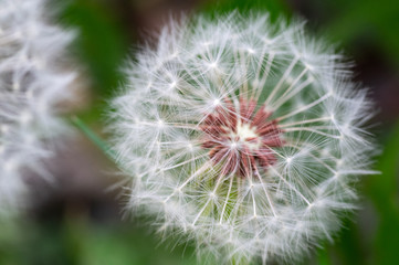 macro photograph of a flowered dandelion