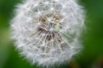 Fototapeta premium macro photograph of a flowered dandelion