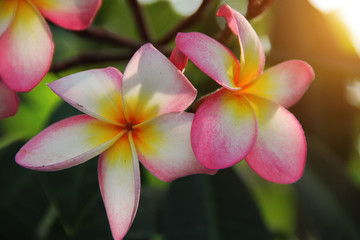 Fototapeta premium colorful plumeria flower in nature