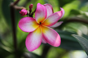 colorful plumeria flower in nature