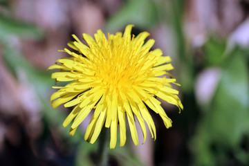 Makrofoto einer leuchtend gelben Löwenzahn-Blüte 