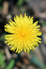 Makrofoto einer leuchtend gelben Löwenzahn-Blüte 