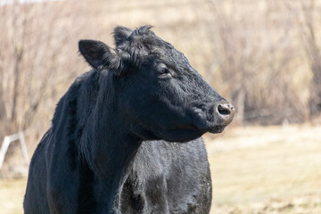 Boeuf Cantons-de l'Est, Québec Canada