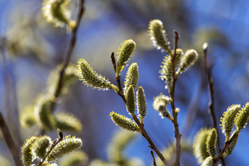 Bourgeons d'arbre, Québec Canada printemps