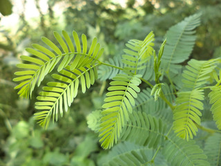 green grass leaves close up. natural flora garden plant background