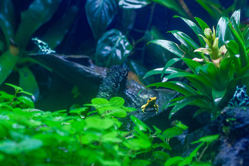 Dendrobates Poison Dart Frog Pfleilgiftfrosch