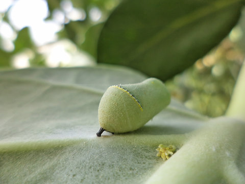 butterfly worm on plant leaf outdoors garden clops up insect newborn